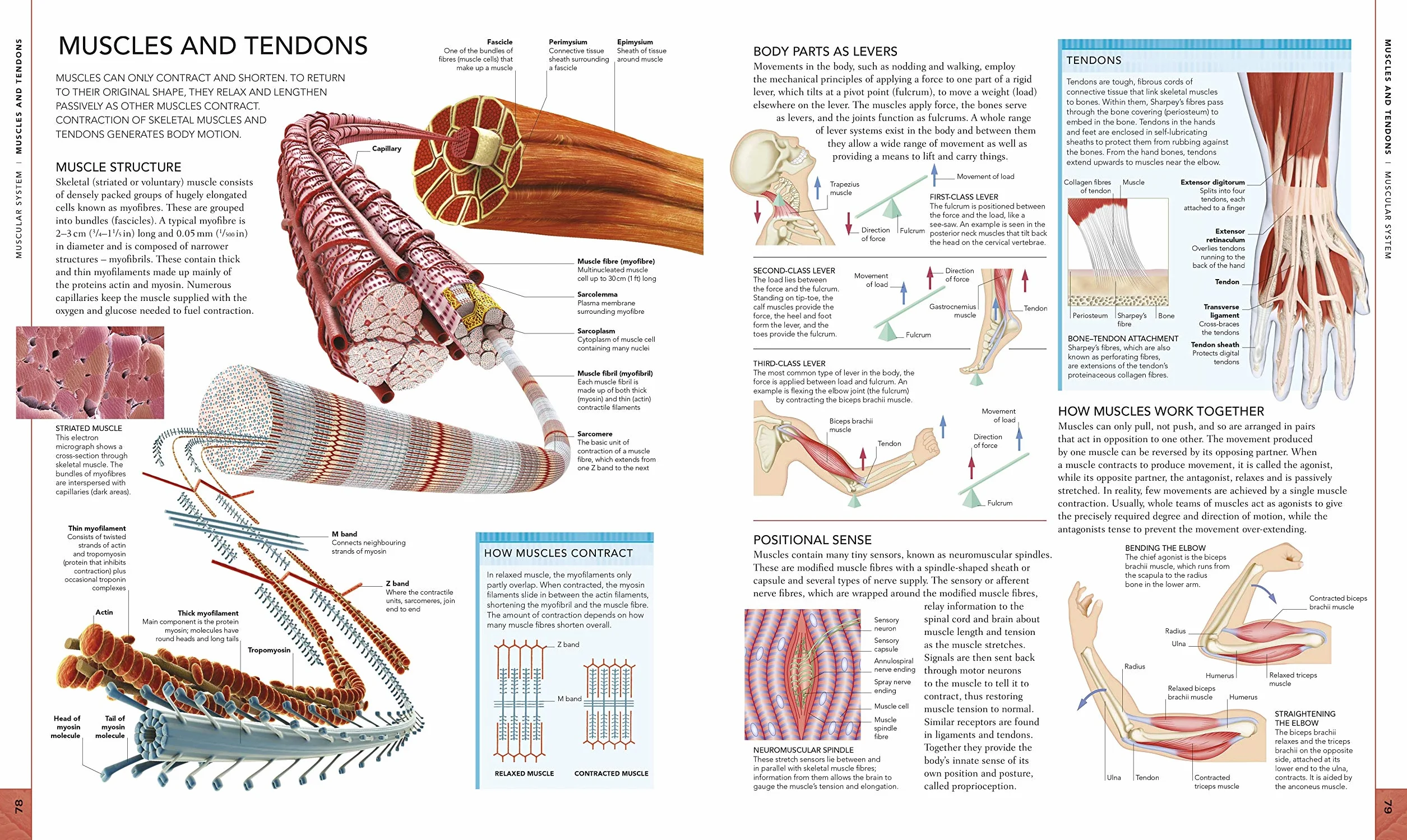 The Human Body Book