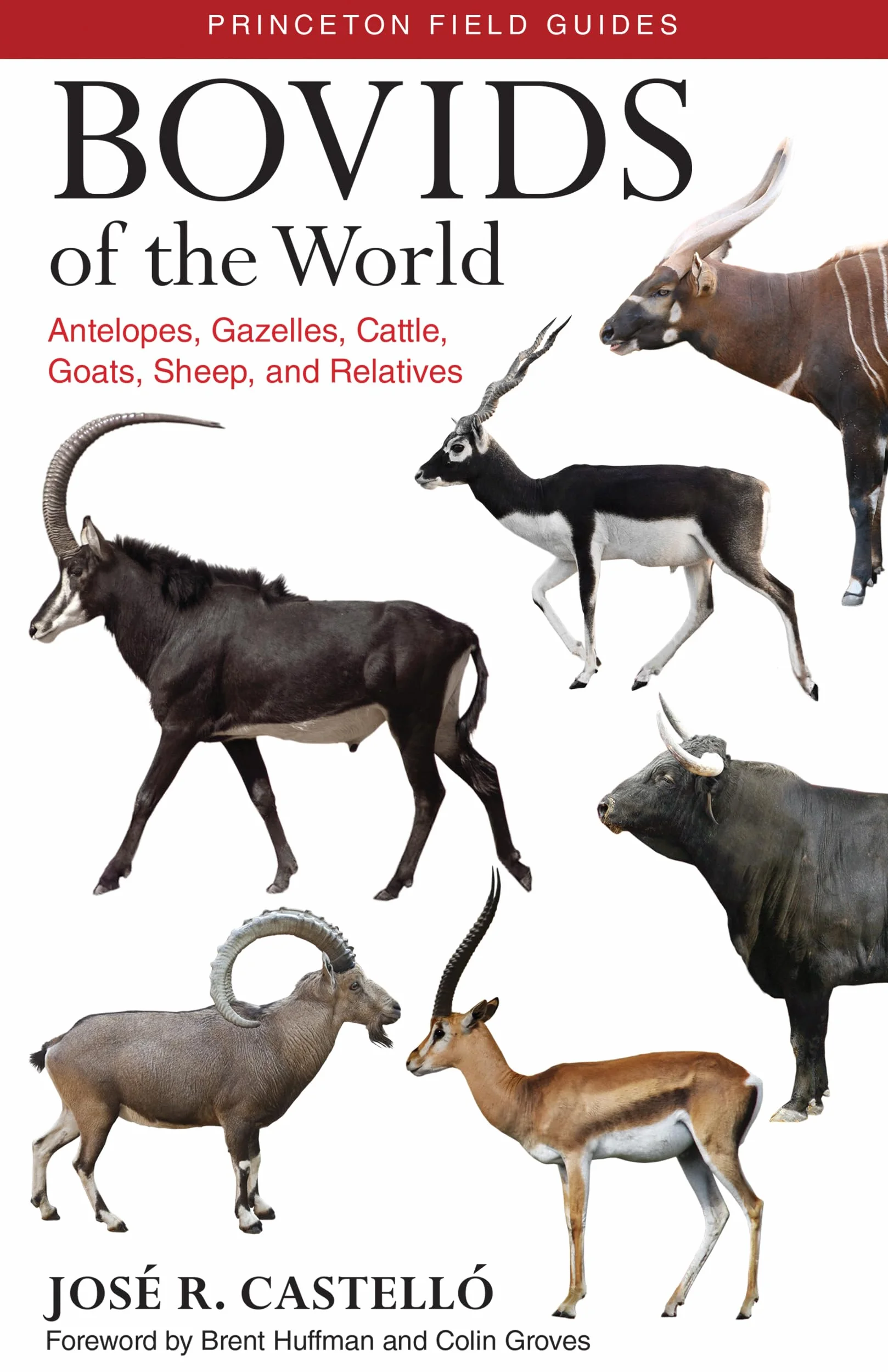 Bovids of the World: Antelopes, Gazelles, Cattle, Goats, Sheep, and Relatives: 104