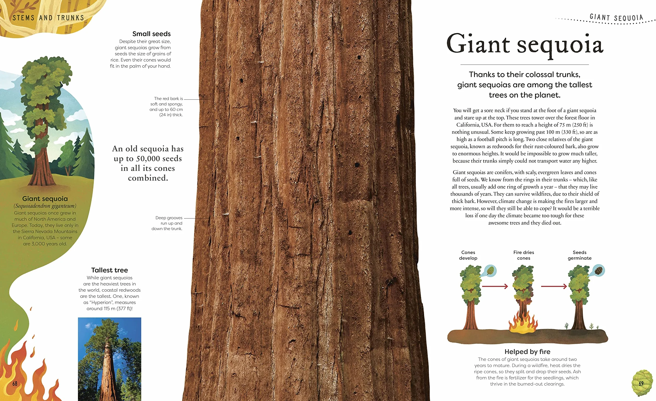 The Secret World of Plants: Tales of More Than 100 Remarkable Flowers, Trees, and Seeds