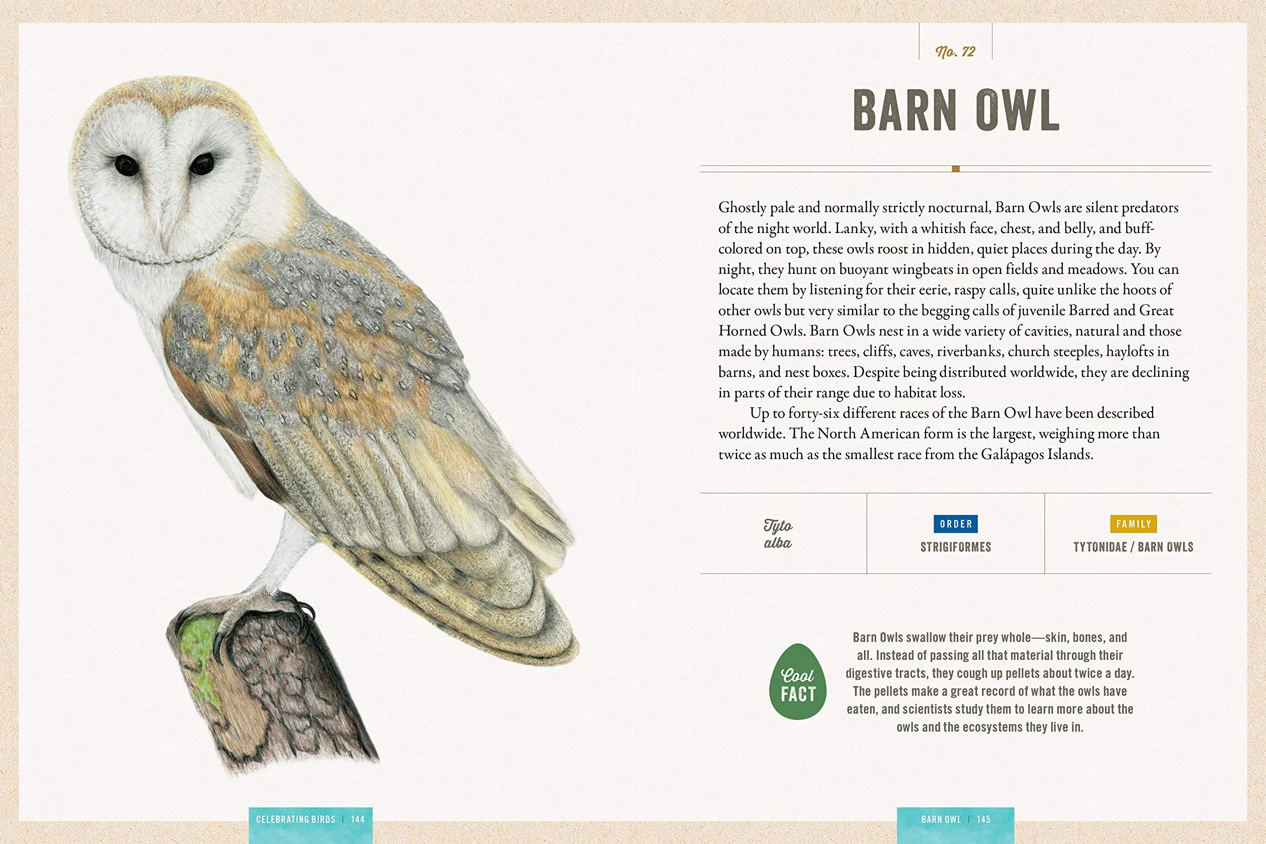 Celebrating Birds: An Interactive Field Guide Featuring Art from Wingspan