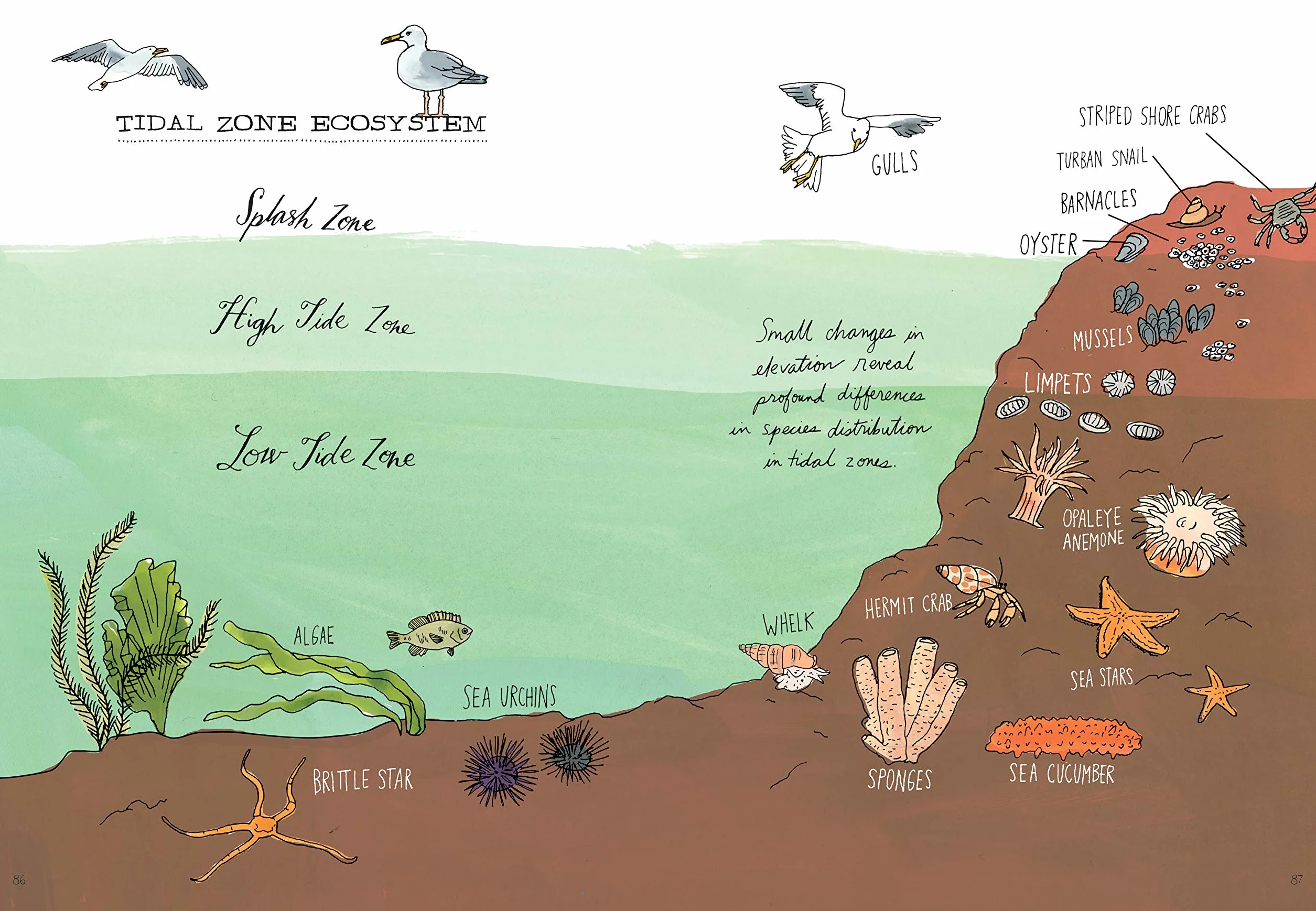 Ocean Anatomy: The Curious Parts & Pieces of the World Under the Sea: 1