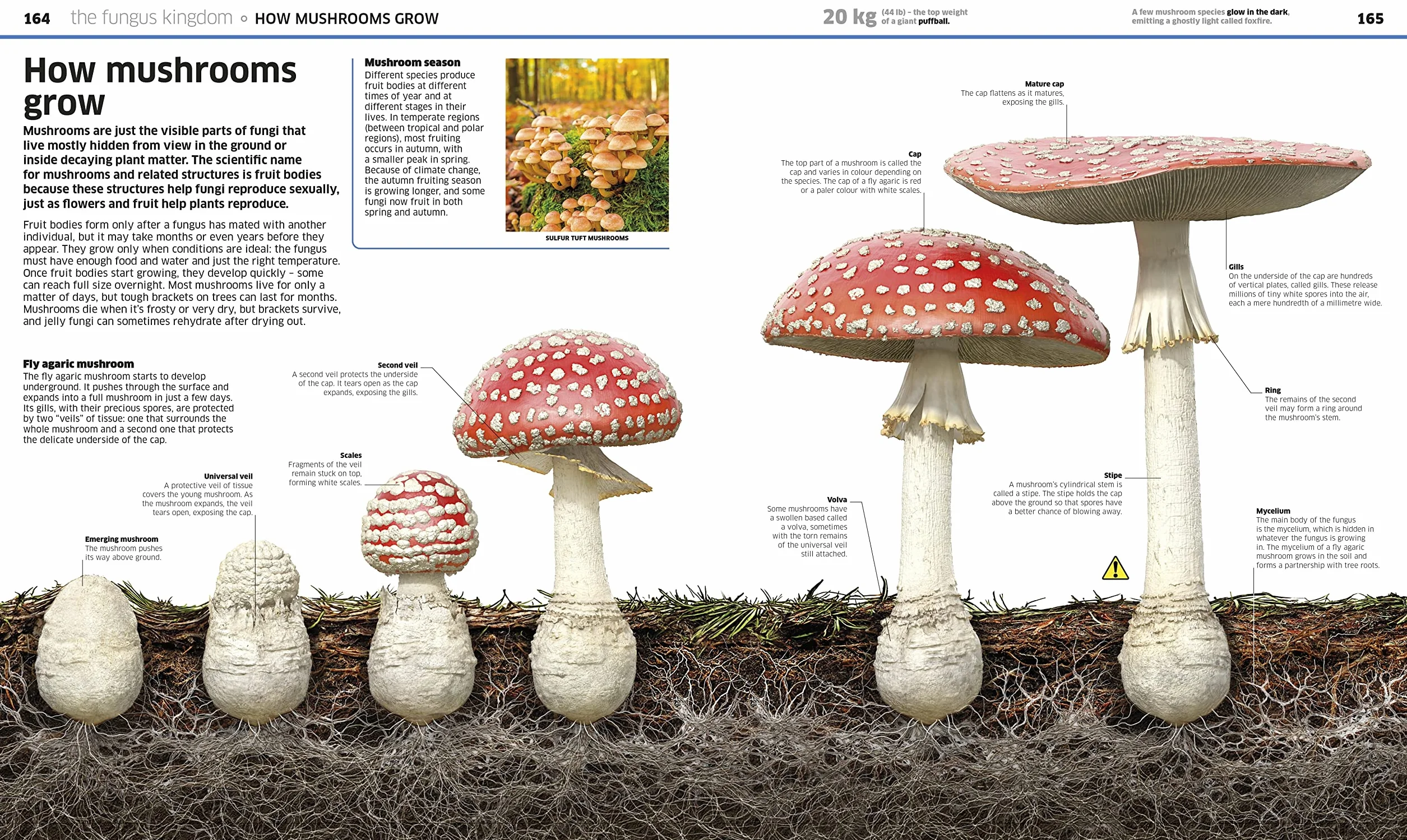 Knowledge Encyclopedia Plants & Fungi!: Our Growing World as You've Never Seen It Before