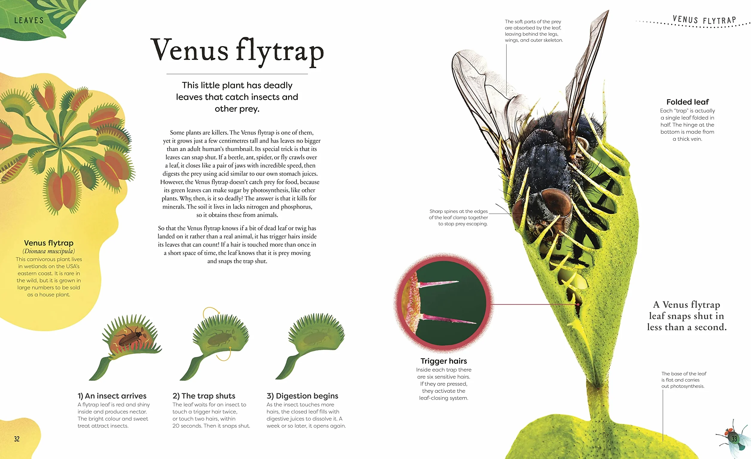 The Secret World of Plants: Tales of More Than 100 Remarkable Flowers, Trees, and Seeds
