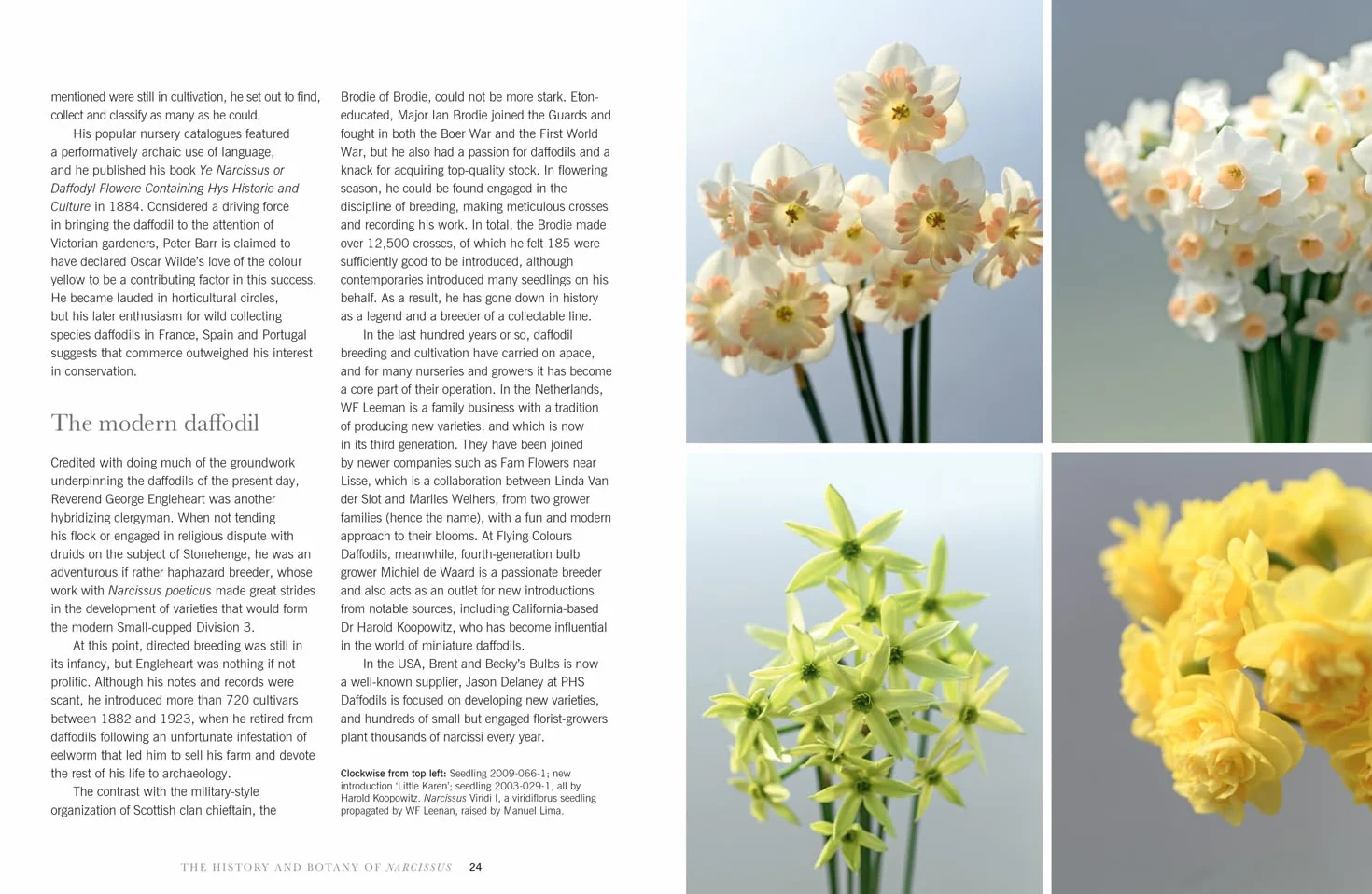 Daffodils: The ultimate guide for growing, flowering and cutting beautiful narcissi varieties for daffodils at home and in the garden